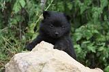 SCHIPPERKE 636